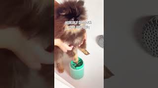 Stop Wasting Paper Towels The Easy Paw Cleaner Every Pet Parent Needs