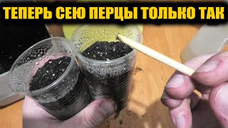 Теперь Сею ПЕРЦЫ Только Так, Рассада Всегда Крепкая, Здоровая, Коренастая и Урожайная