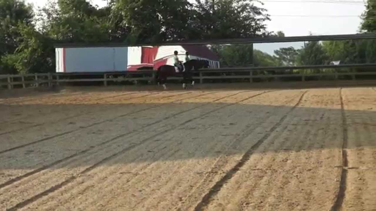 Knoteworthy CF 2006 Andalusian/KWPN 16.2h mare