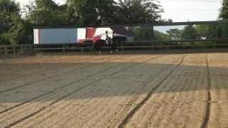 Knoteworthy CF 2006 Andalusian/KWPN 16.2h mare