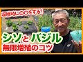 家庭菜園や農園のシソ栽培やバジル栽培で無限増殖させる方法を徹底解説！成功の秘訣は収穫時に〇〇するだけ！？/Tips for growing perilla and basil indefinitely