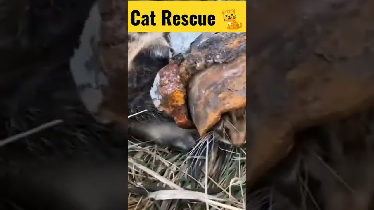 Cat rescue from iron pipe | 
