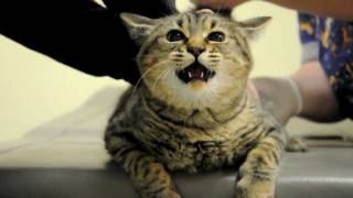 Kitty Anal Gland Expression
