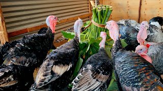 Turkeys Feeding on Green Leaves                           #uganda  #poultryfarming  #turkeyhunting