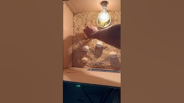 Time to rotate eggs #incubator #shorts #shortsfeed