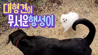 ENG SUB _ Hangseong is scared of a big dog