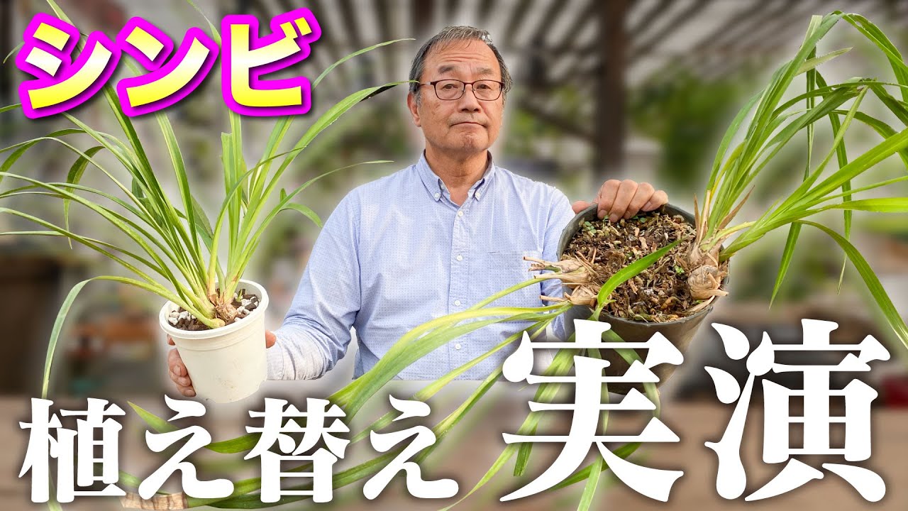 【洋蘭】【シンビジューム】植え替えが必要な状態はこれです実演してご紹介します。[orchid]syndium　Replanting required　Demonstration@seedpot368