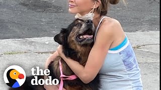 16YearOld Dog Finally Finds His Family  | The Dodo Faith = Restored
