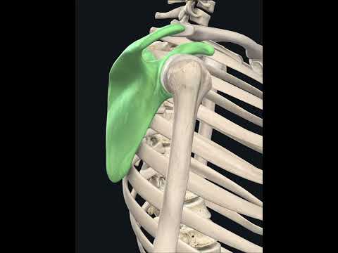 Acromion - YouTube