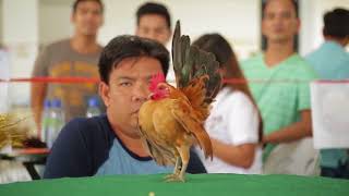 Alagang Magaling S7 EP9   SALPUKAN SA LAMESA   Serama Chicken Show