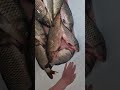 УЖАС СКОЛЬКО РЫБЫ | УДАЧНАЯ РЫБАЛКА