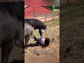 Goofy horses ruling American local ranches#FarmLifeHumor #RanchLifeVibes