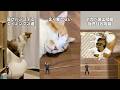 猫飼ってる人にしかワカラナイ7連発