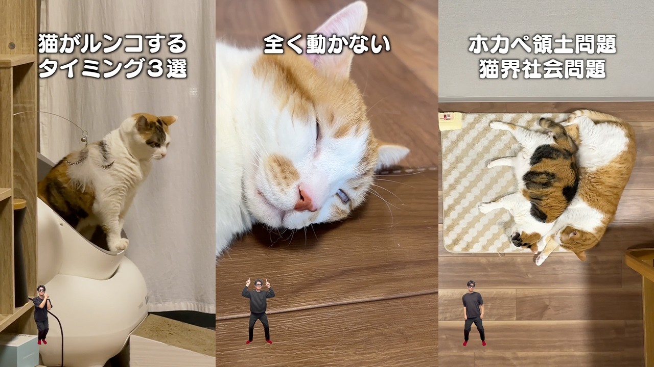ねこぬこ 7 things only cat owners will understand - YouTube