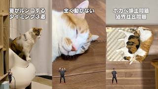 7 things only cat owners will understand - YouTube