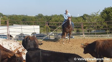 Spoonful N Freckles - roping! - ValleyViewRanch.net
