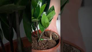 Выбираем комнатный цветок который выживет #комнатныерастения #цветы #рассада #сад #дача #огород