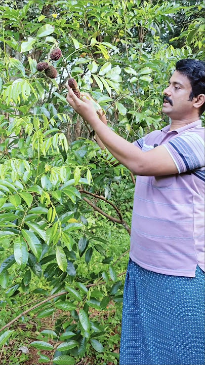 പുലാസാൻ പഴം കായ്ക്കാൻ ഇതുപോലെ ചെയ്തു നോക്കൂ|pulasan fruit