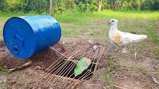 Very Easy Bird Trap using Big Aluminum Drum