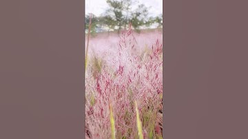 Đồi Cỏ Hồng - Đà Lạt #nature #adventure #dalat #travel #nguontiktok