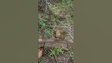 Perangkap Tupai Yang Sederhana #shorts