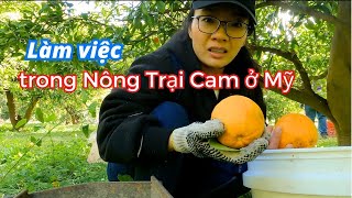 Một Ngày Vừa Mệt Vừa Vui ở Nông Trại Cam ở Mỹ  Bắc California