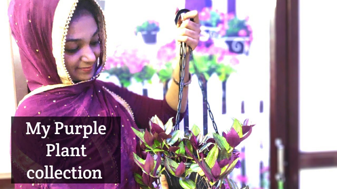 My Hanging Plant Collection with names |Shade loving Plants| Wandering