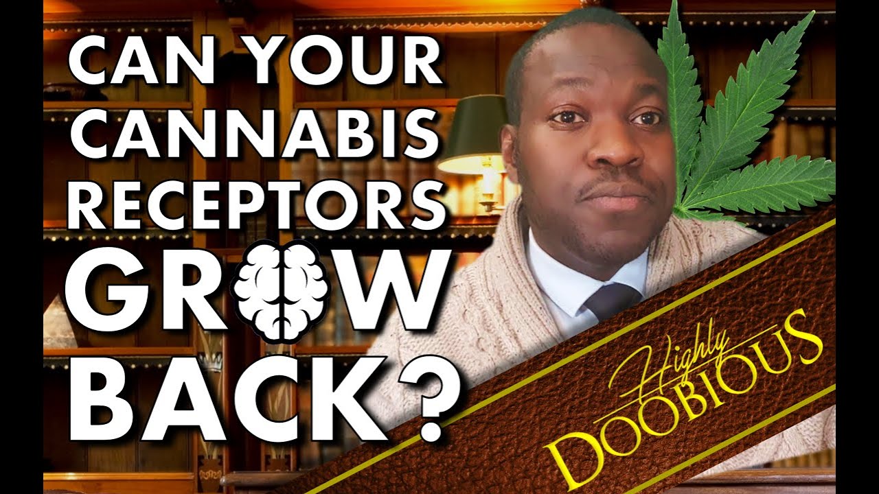 Can cannabis receptors return after burning them out?
