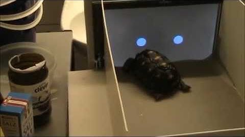 Tortoises learn how to use touchscreens | University of Lincoln