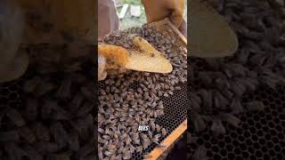 The Secret Behind Perfect Honeycombs