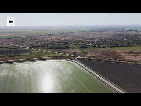 ¿ Vive Doñana sus últimos años?: El Parque Nacional ha perdido el 80% de sus marismas en un siglo