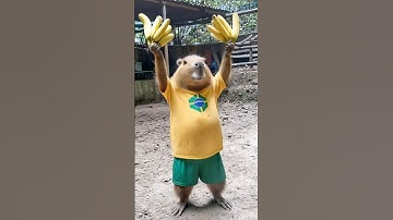 #capybanana #capybara #capybaramemes #capybarasong #brainrot #brazilianfunk