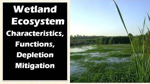 :Wetland ecosystem: Characteristics, Functions : Ecology and Environment for UPSC IAS