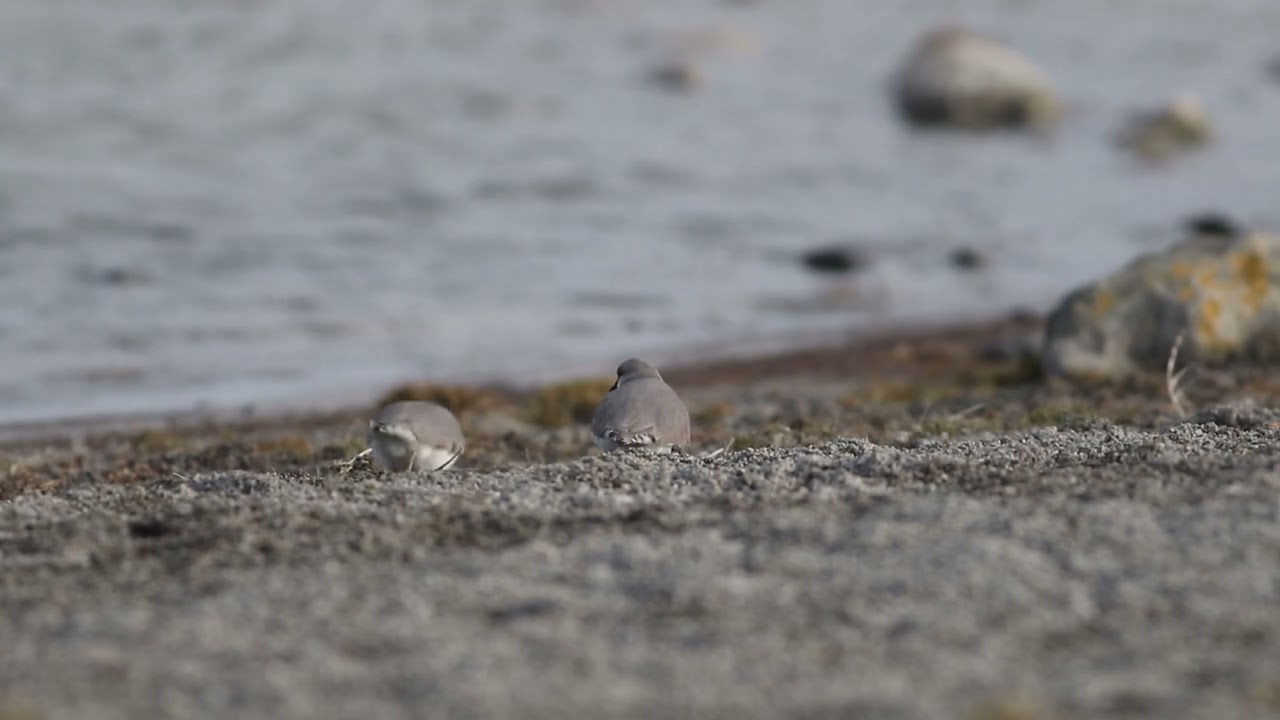 Chorlo de Magallanes, Magellanic Plover (Pluvianellus socialis)