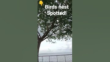 Birds Nest Spotted!#video #shorts #birds #nest #changibeach