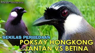 PERBEDAAN POKSAY HONGKONG JANTAN DAN BETINA