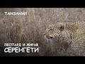 Мир Приключений - Леопард и жираф. Атака леопарда. Серенгети. Танзания. Leopard attack. Serengeti.