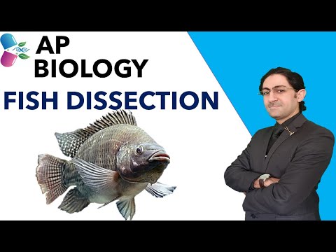 TILAPIA FISH DISSECTION-4K-RESOLUTION [실용]