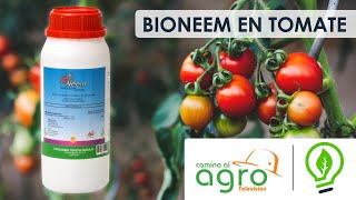 Ideas Biológicas - Bioneem en Tomate Extracto de Neem / Camino al Agro