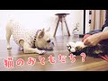 【笑って転げて猫山さん】猫のおもちゃに興奮がとまらないフレブルおかかさん　422