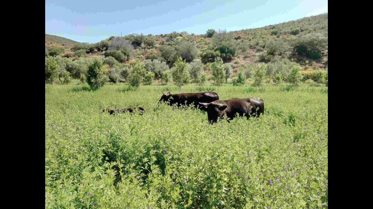 Virtual Tour of Oudeberg Permaculture Farm Agricultural Zones Part 1