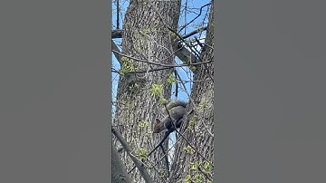 Tree squirrel making weird sound; is it a distress call #squirrel #animals #nature #natural #sounds