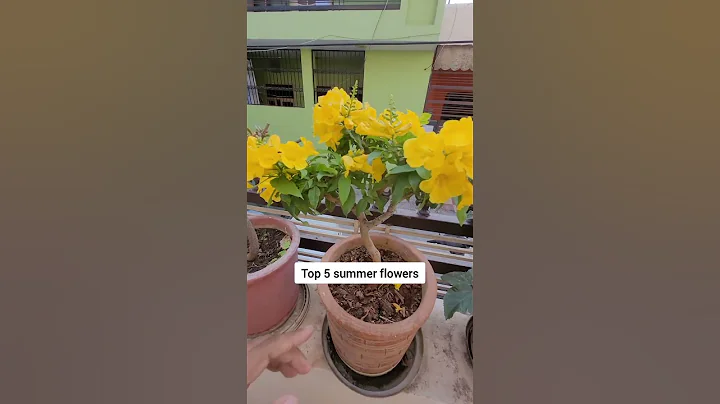 Top 5 summer flowering permanent plants #shorts - DayDayNews