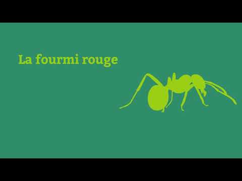 Vidéo: Pourquoi Les Fourmis Rouges Sont-elles Nocives ?