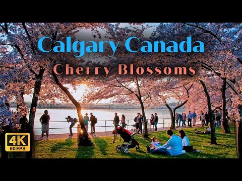【4K】Calgary’s Prince’s Island Park Sunset Walking Tour | Family Fun #canada #calgary #4kvideo #4k