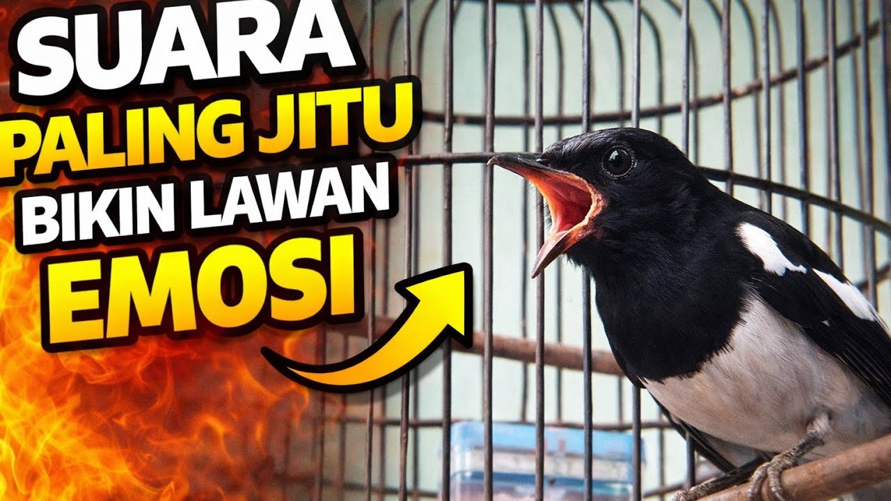 Pancingan suara Kacer pagi hari paling jitu bikin emosi lawan