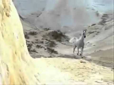 البطل العالمي اشهل الريان مدغم ابو شيبه