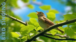 Nature Sounds - Birds Singing in the Forest (No Music), Relaxing Nature Sounds 24 hours screenshot 3