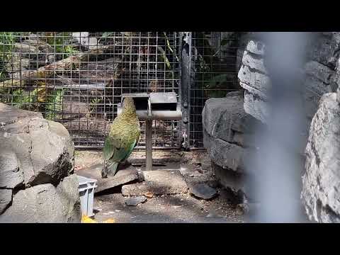 Kea