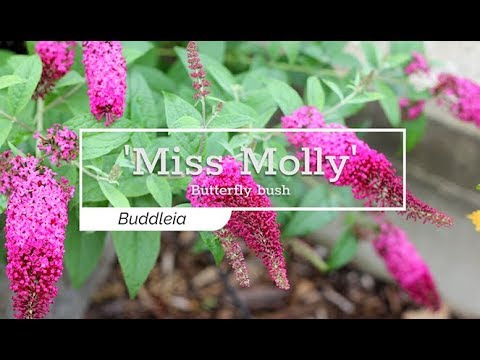 'Miss Molly' pushes the color spectrum with sangria summer ...